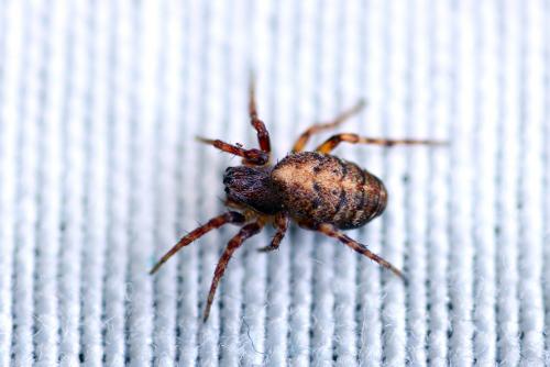 Réf. 57 030 : Cercidia prominens