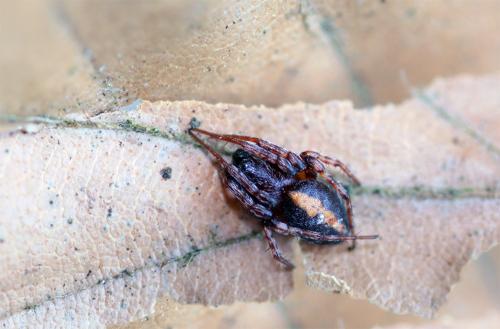Réf. 57 031 : Cercidia prominens