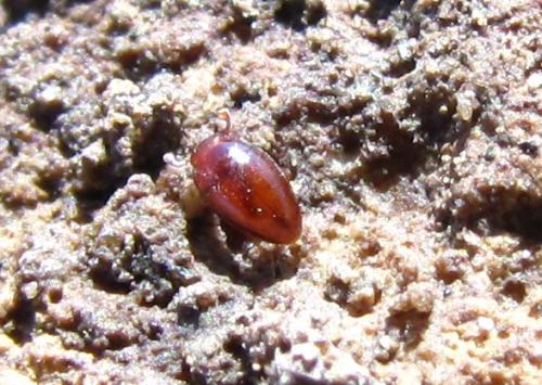 Cholovocera formicaria