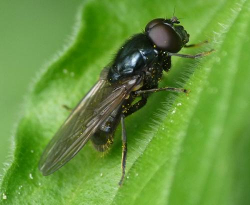Cheilosia sp.