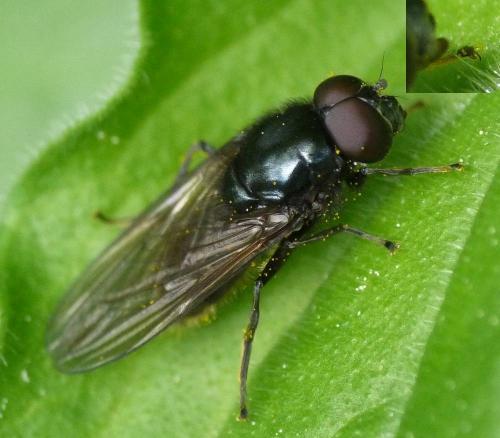 Cheilosia sp.