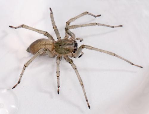 Cheiracanthium mildei