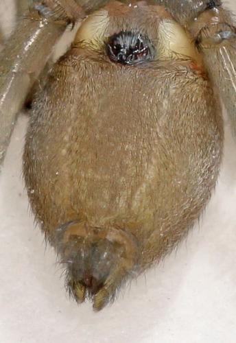 Cheiracanthium mildei