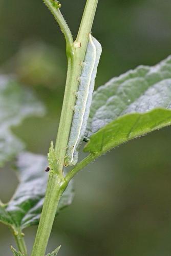 Réf. 57 598 : Orthosia incerta