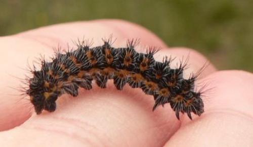 Saturnia pavonia