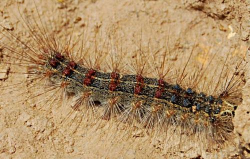 Lymantria dispar