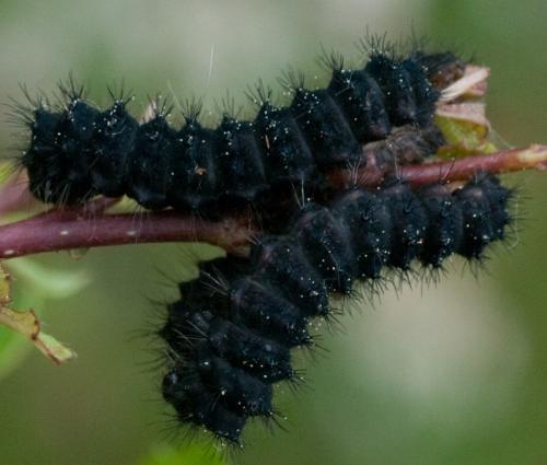 Saturnia pavonia