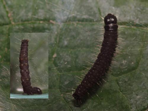 Réf. 57 593 : Zophodia grossulariella