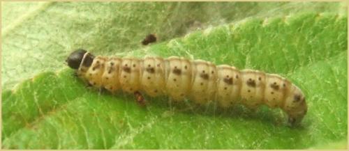 Yponomeuta sp.