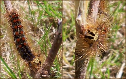 Lymantria dispar