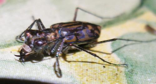 Réf. 57 137 : Habrodera truncatilabris