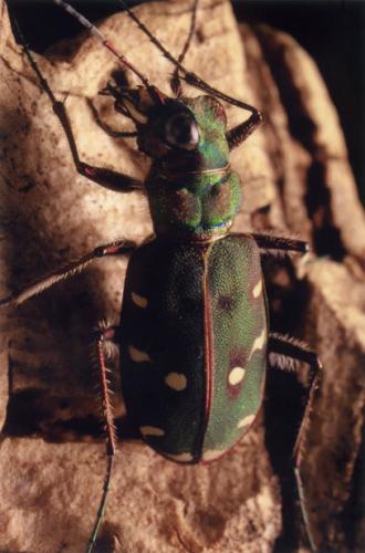 Réf. 57 091 : Cicindela maroccana pseudomaroccana