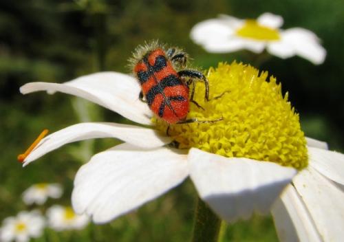 Réf. 57 386 : Trichodes umbellatarum
