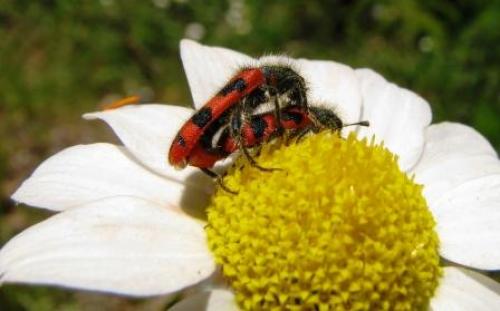 Réf. 57 385 : Trichodes umbellatarum
