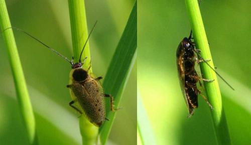 Ectobius lapponicus