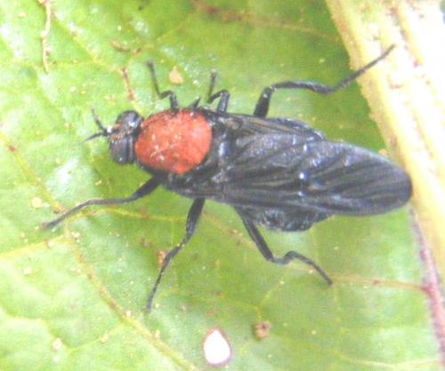 Clitellaria ephippium