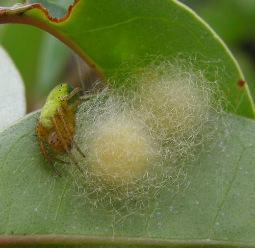 Araniella sp.