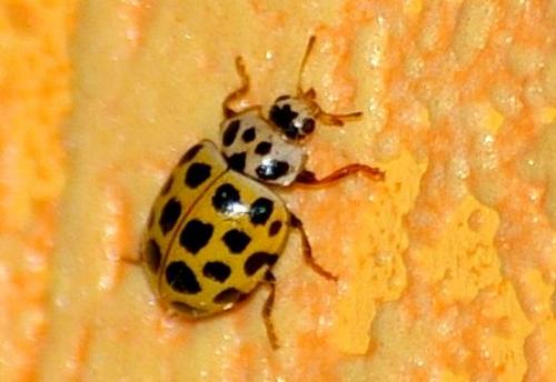 Réf. 57 892 : Psyllobora vigintiduopunctata