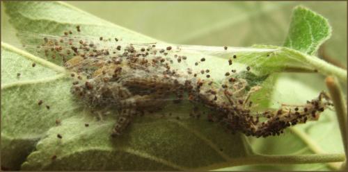Yponomeuta sp.