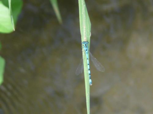 Coenagrion mercuriale