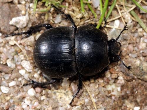 Réf. 57 980 : Thorectes geminatus