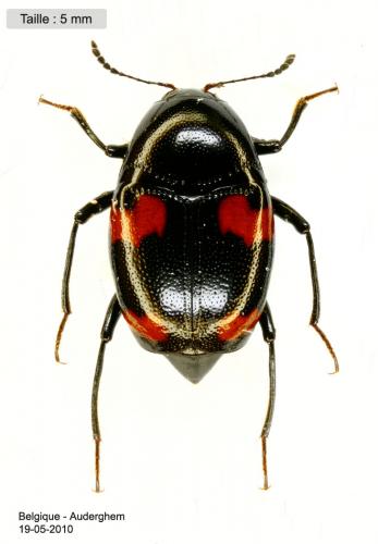 Réf. 57 887 : Scaphidium quadrimaculatum