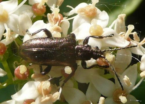 Réf. 57 547 : Plateumaris sericea