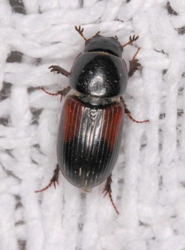 Réf. 57 364 : Nialus varians