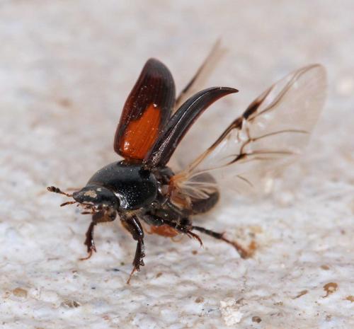 Réf. 57 363 : Nialus varians