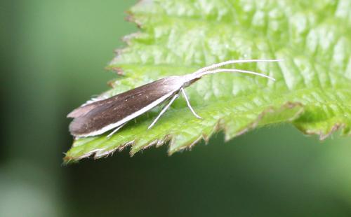 Réf. 57 206 : Coleophora albella