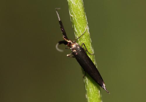 Coleophora sp.