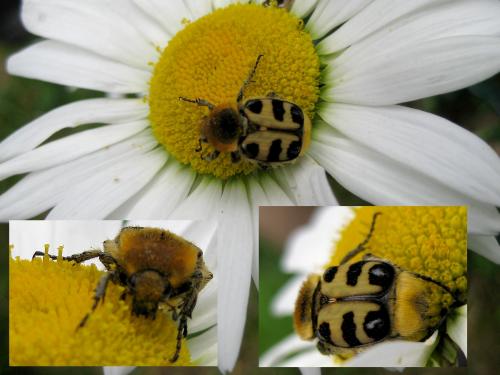 Trichius gallicus
