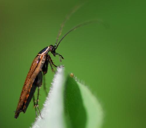 Réf. 57 741 : Ectobius sp.
