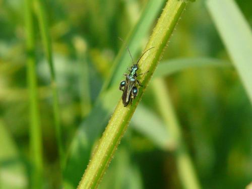 Oedemera nobilis