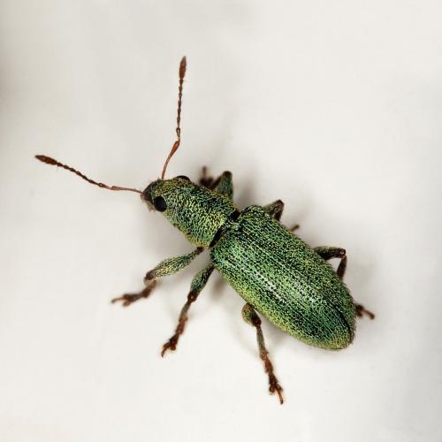 Pachyrhinus lethierryi