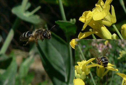 Réf. 57 438 : Andrena sp.