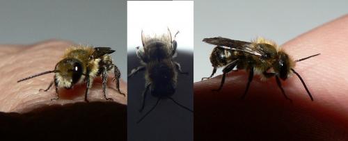 Osmia sp.