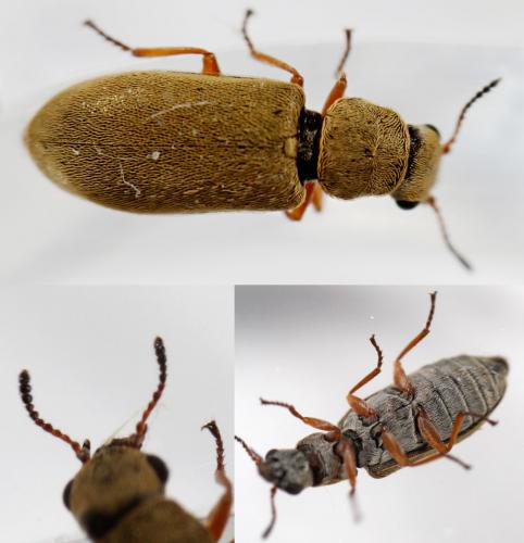 Réf. 57 963 : Danacea sp.