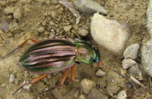 Carabus auratus