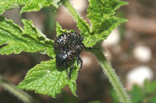 Liparus sp.