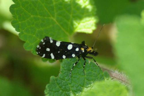 Euplocamus anthracinalis