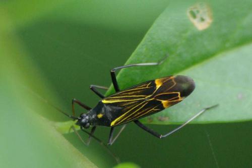 Miris striatus