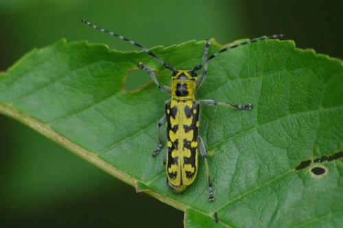 Réf. 57 668 : Saperda scalaris