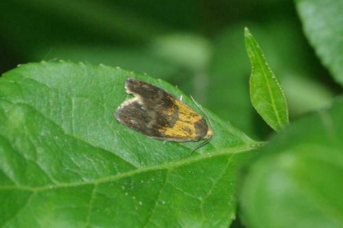 Réf. 57 714 : Ptycholoma lecheana