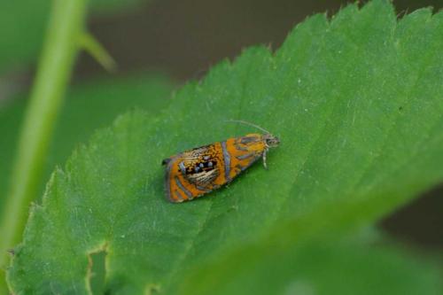 Réf. 57 670 : Olethreutes arcuella