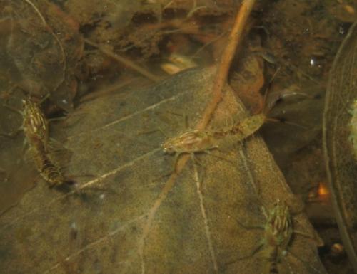 Cloeon dipterum