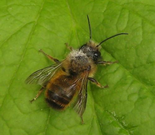 Réf. 57 324 : Osmia bicornis