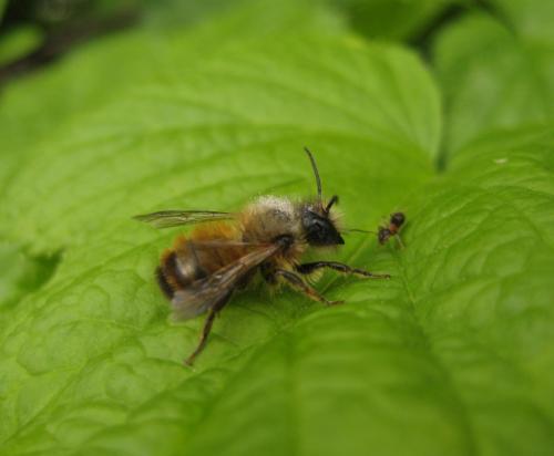 Réf. 57 325 : Osmia bicornis