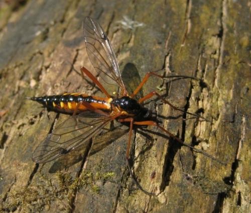 Ctenophora pectinicornis