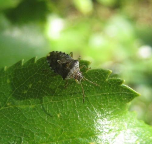 Elasmucha grisea grisea